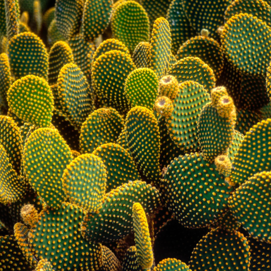 All About 4 Different Cacti  Nopalera