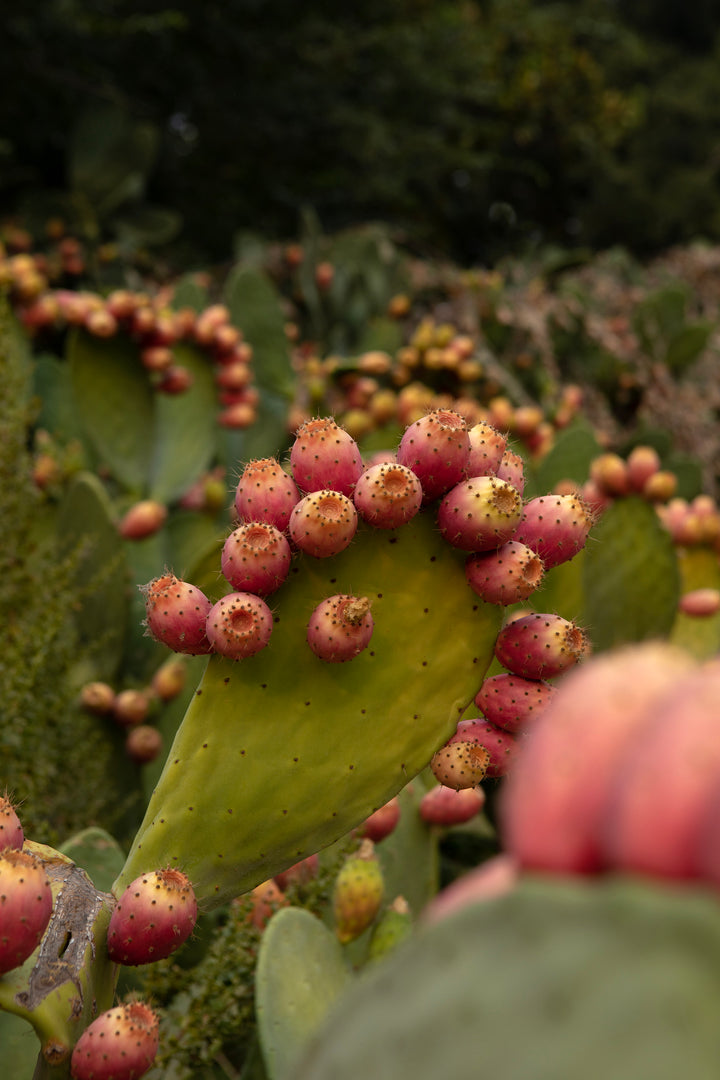 The Prickly Pear Cactus: What Makes This Plant Sustainable and How Does It Help You?