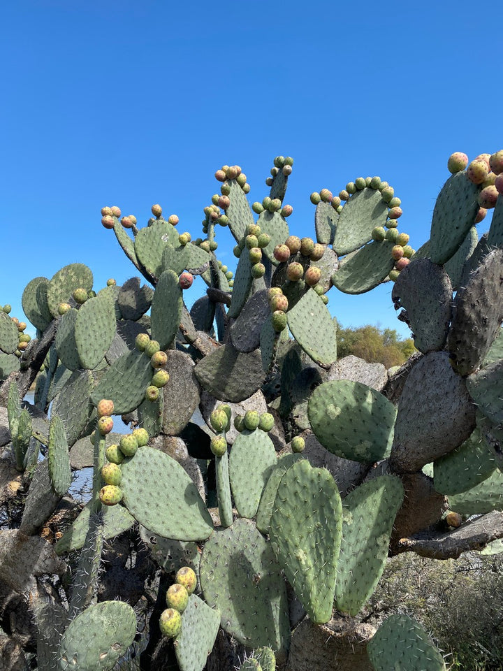 The Sustainability of Nopales