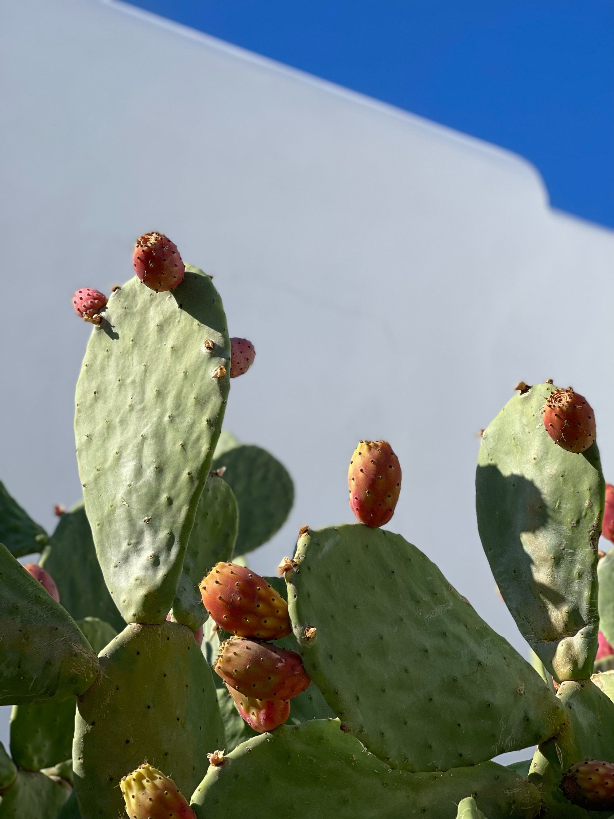 Sunlit cactus paddles with fruit against a bright blue sky.